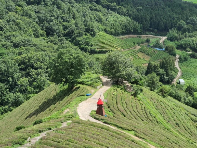 카페초록잎 이미지