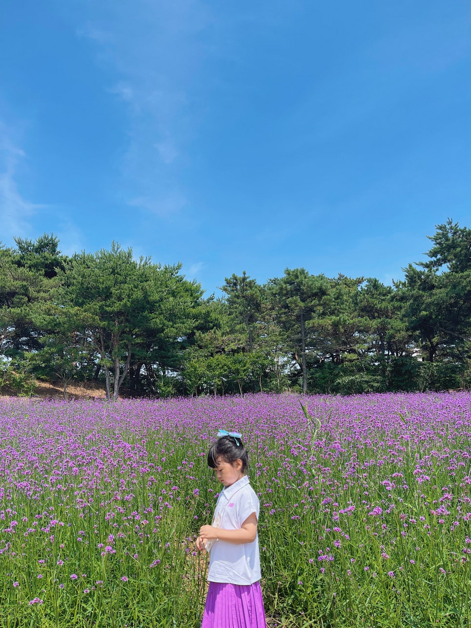 안흥플라워 이미지