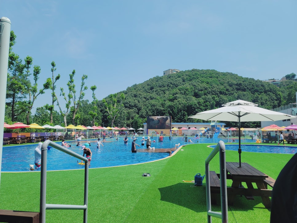 용인 강아지 수영장 골드펫앤도그베이 재방문 후기 — 사진 11