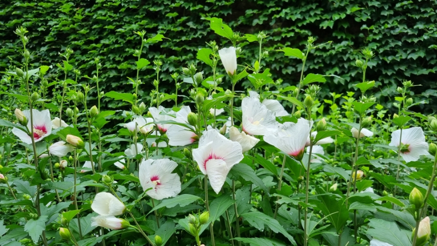 무궁화대교 이미지