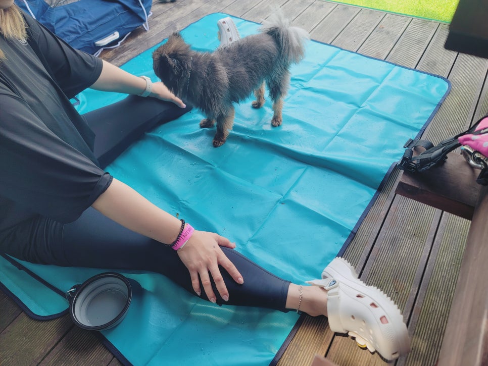 용인 강아지 수영장 골드펫앤도그베이 재방문 후기 — 사진 12