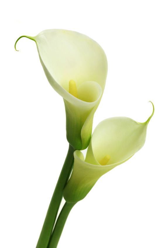 청담카라 이미지
