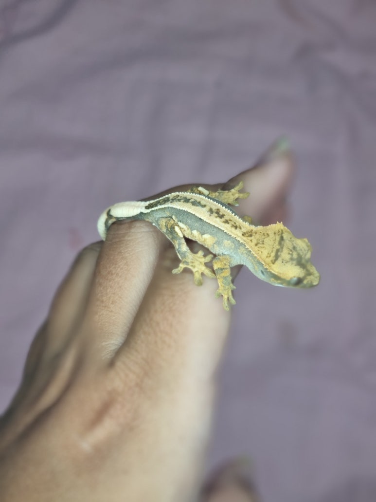 크레닷 이미지
