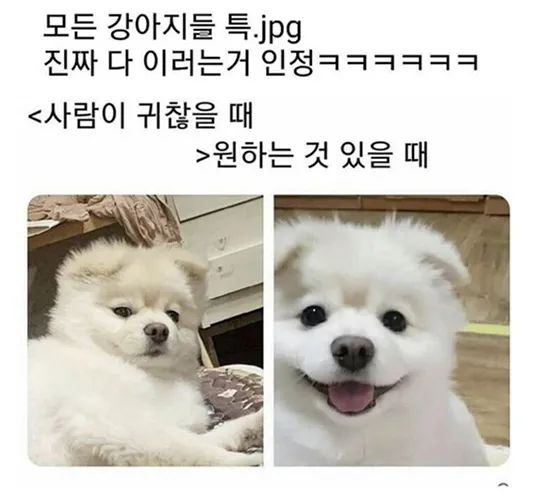 꾸브라꼬숯불치킨화성 이미지