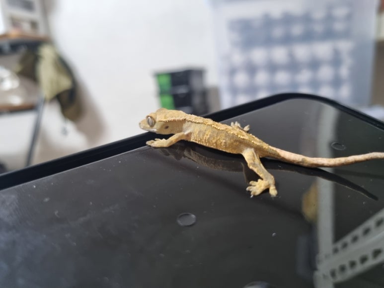 크레닷 이미지