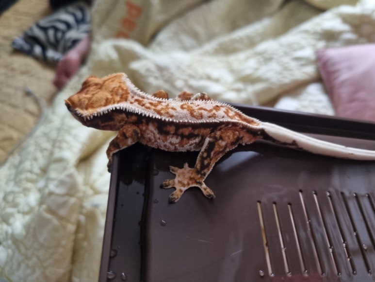 크레닷 이미지