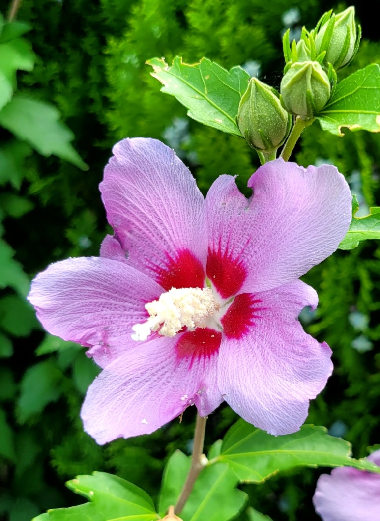 무궁화7080 이미지