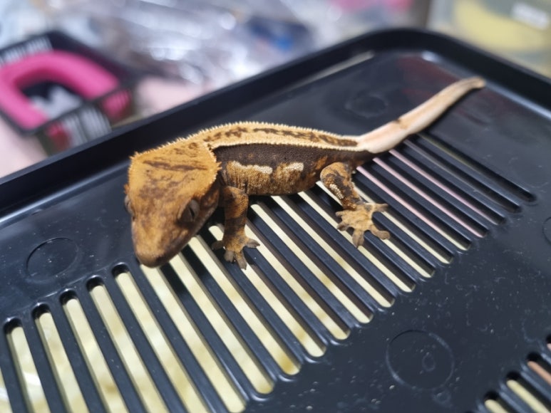 크레닷 이미지