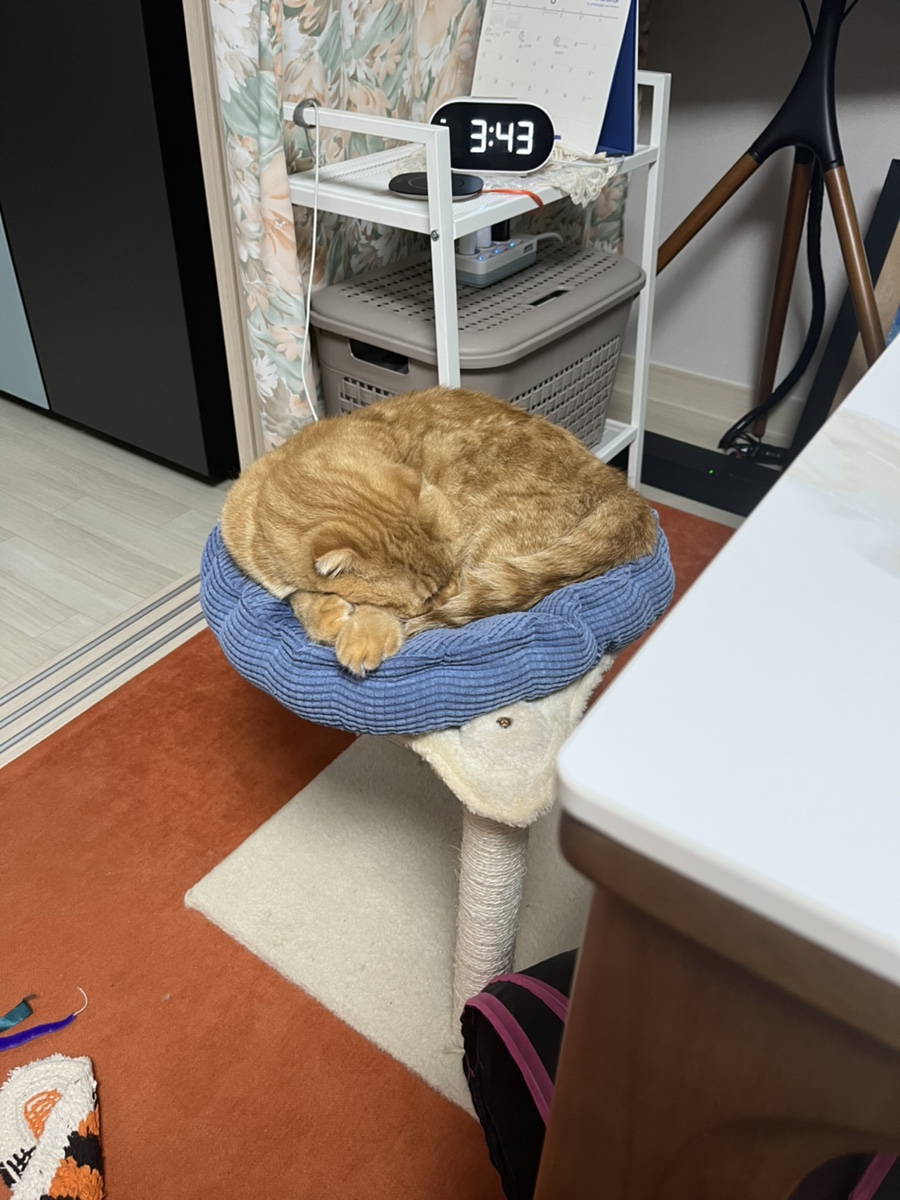 예랑하이퍼 이미지