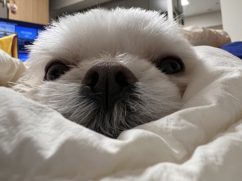 이박하 이미지