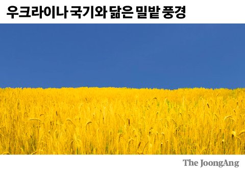 밀밭의아침 이미지