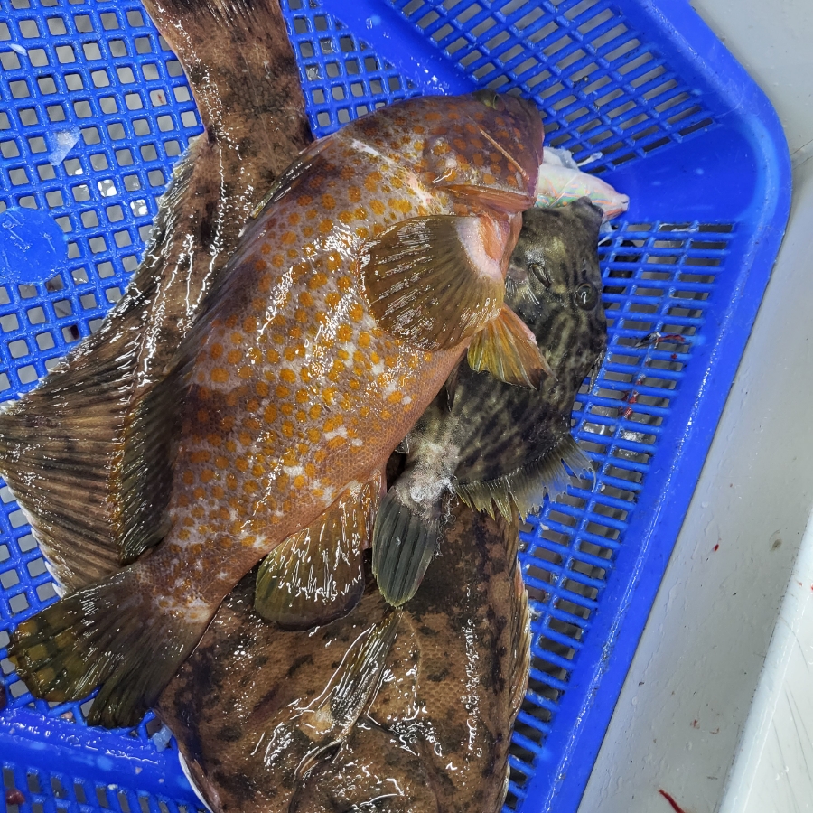 대송회센타 이미지