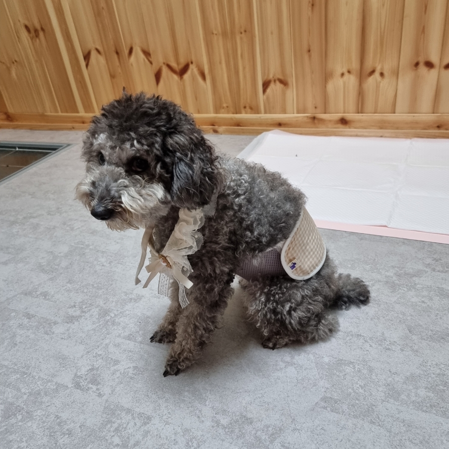 벨트야놀자 이미지