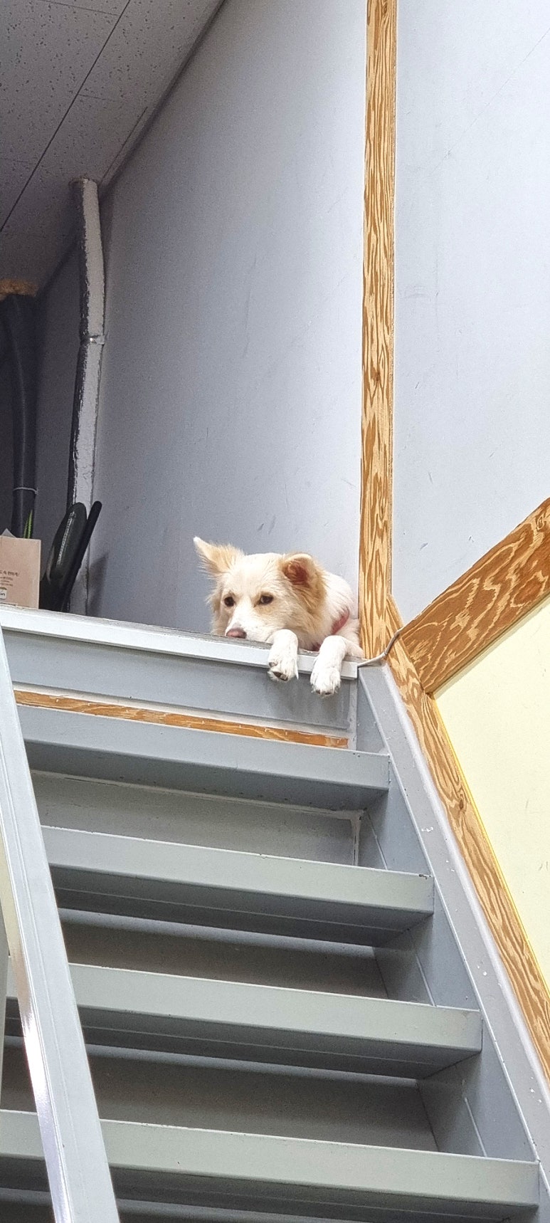 차이니즈인미사 이미지