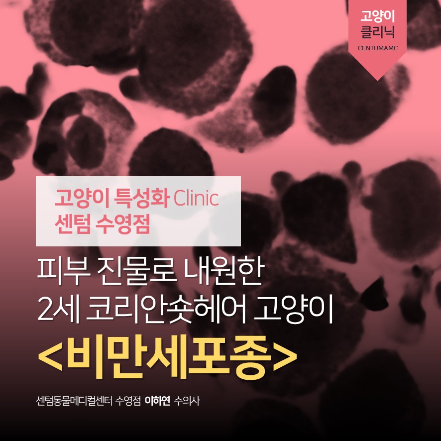 이하연헤어 이미지