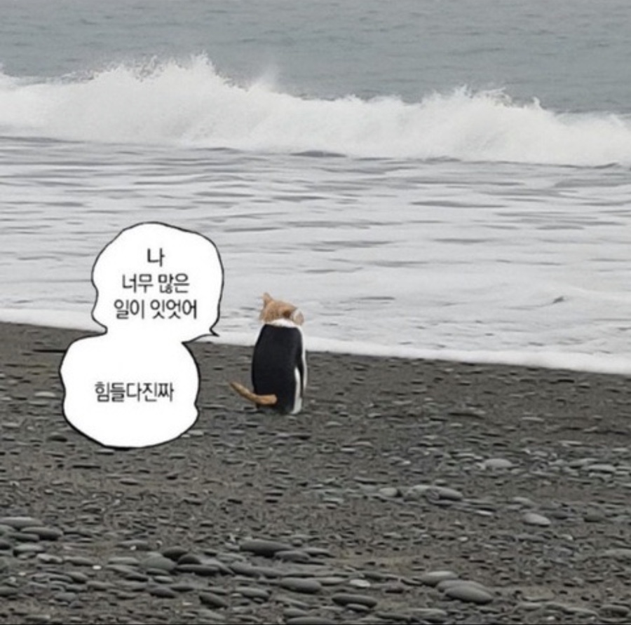 비아톨레도 이미지