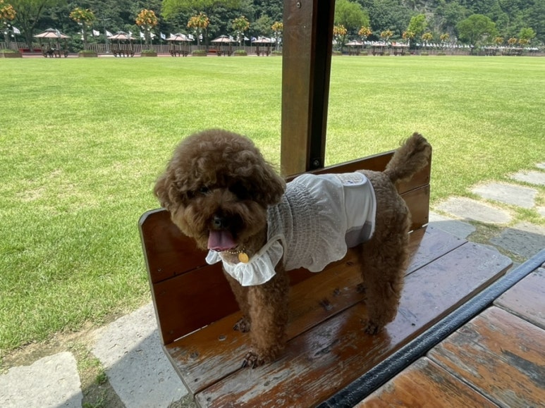 벨트야놀자 이미지
