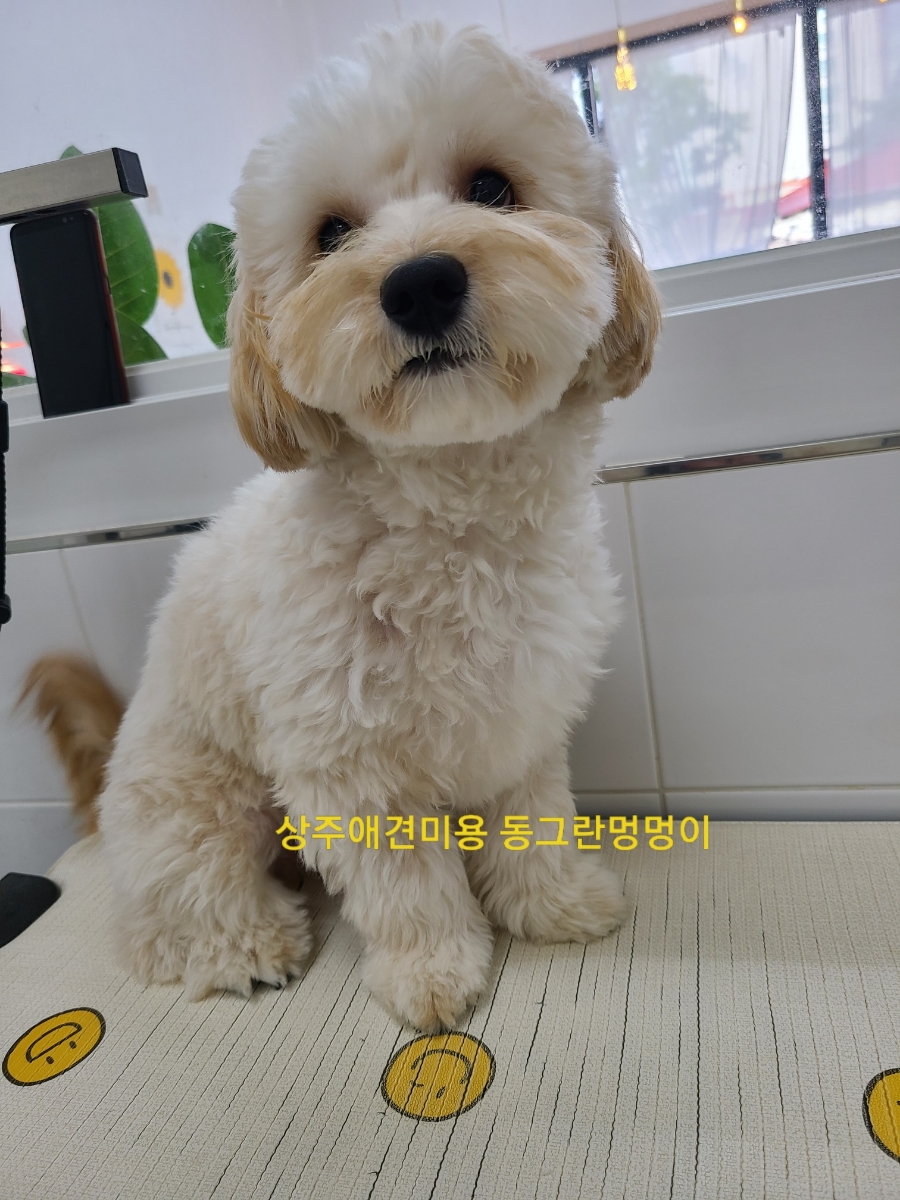 산호미용실 이미지