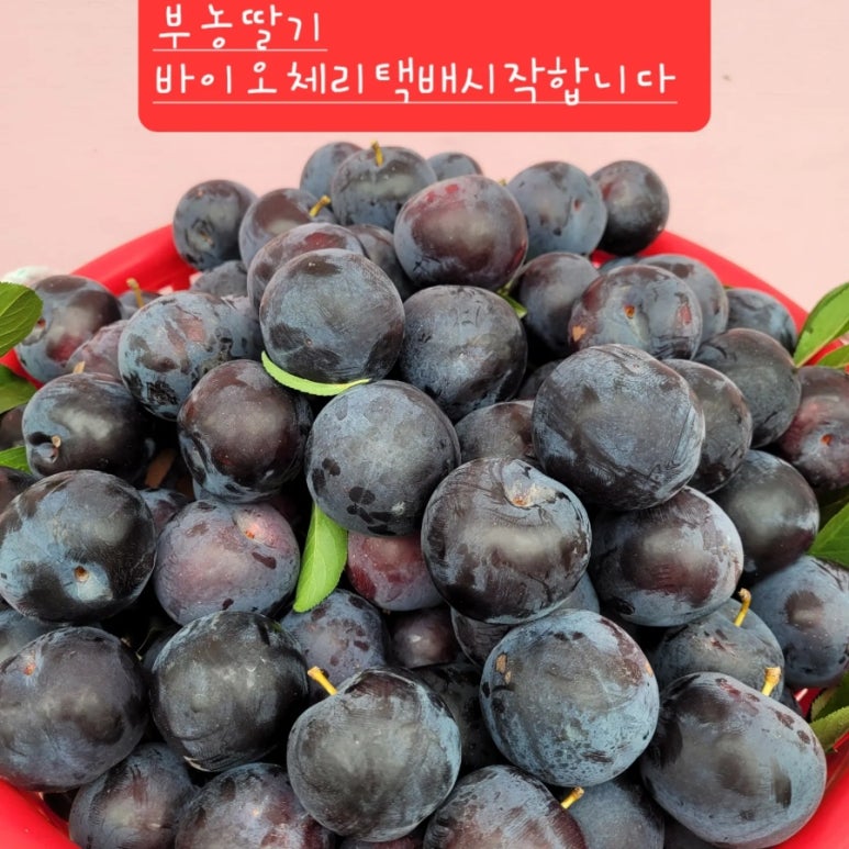 부농바이오 이미지
