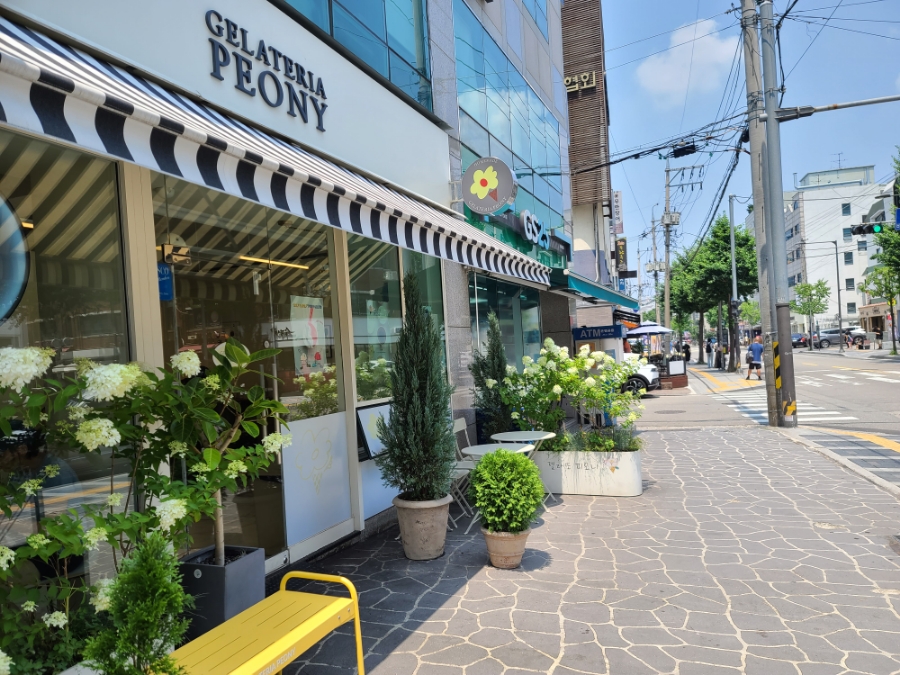 젤라떼리아피오니 이미지