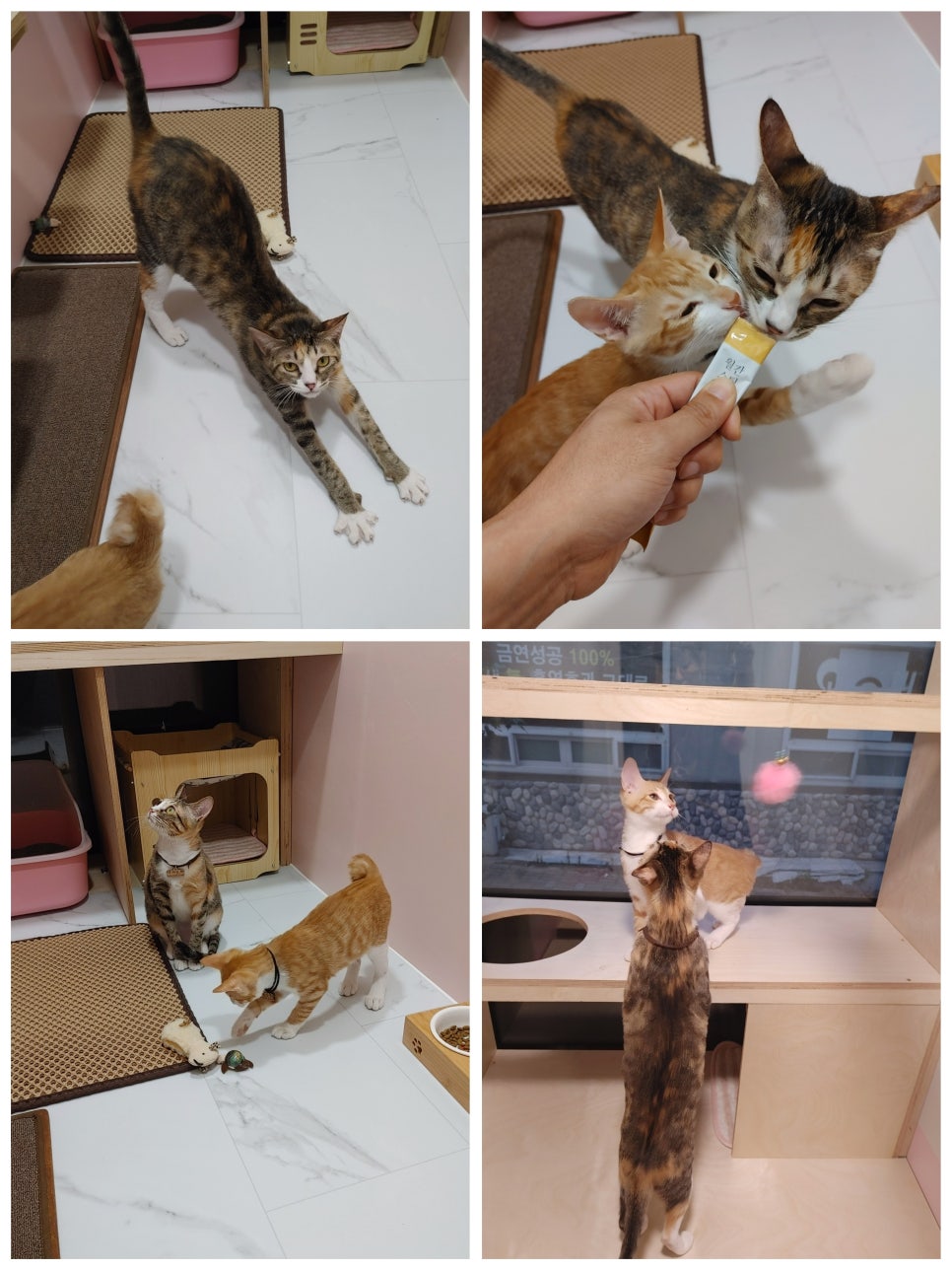 루루마루 이미지