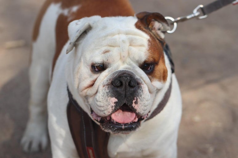 불독(bulldog) 이미지