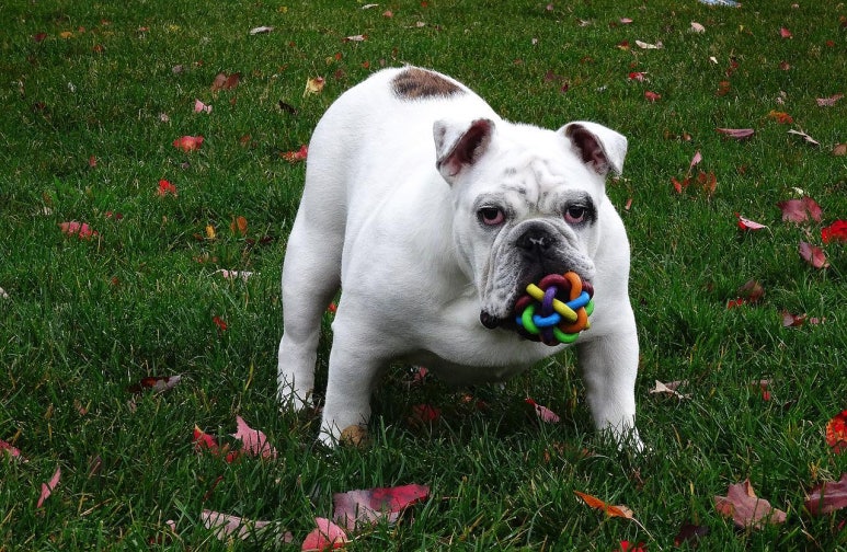 불독(bulldog) 이미지