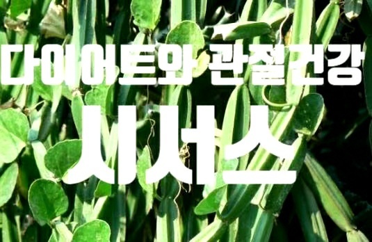 탑미젤 이미지