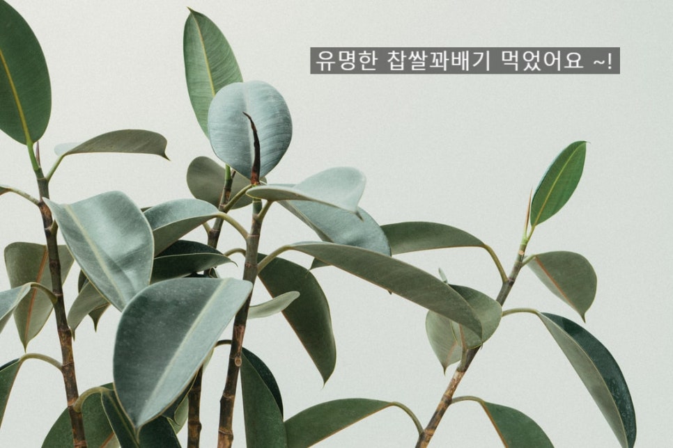유명찹쌀꽈배기 이미지