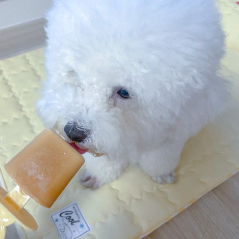 댕스크림 이미지
