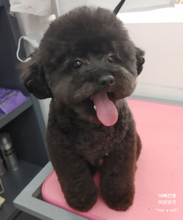 샤샤미용실 이미지