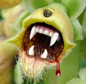 꽃과생활 이미지