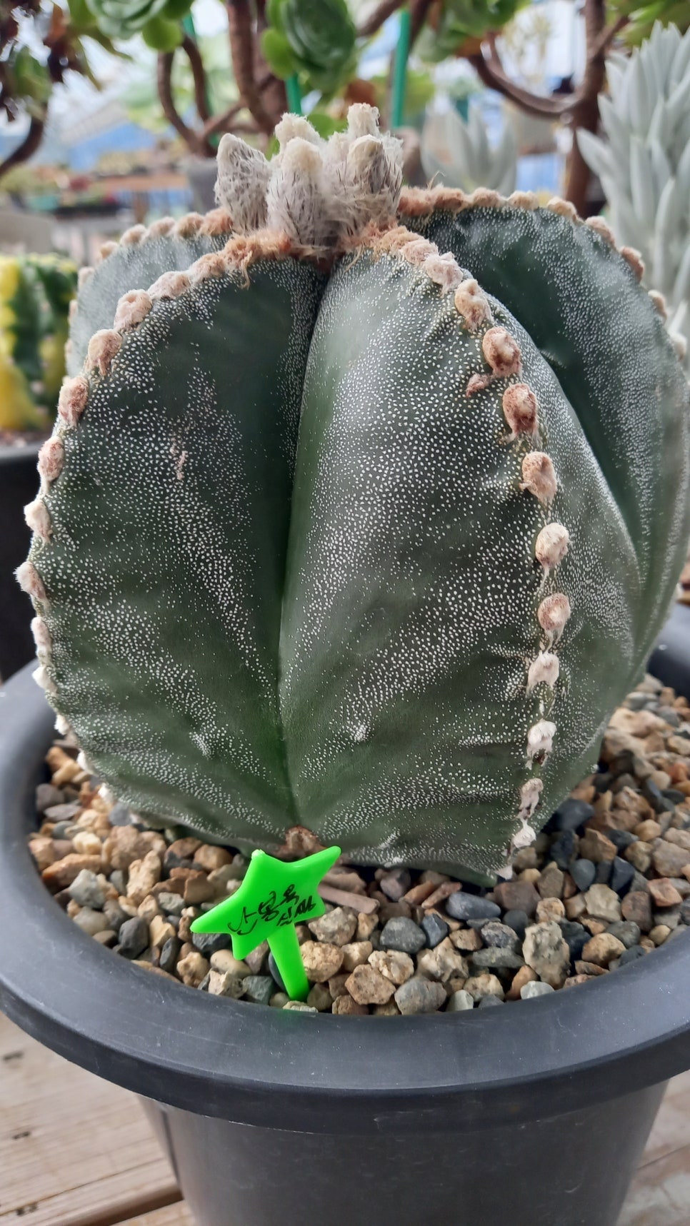 마실다육 이미지