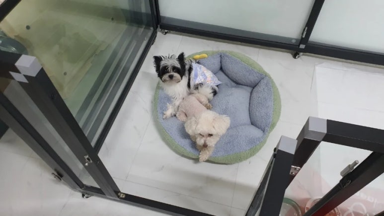 비비노아 이미지
