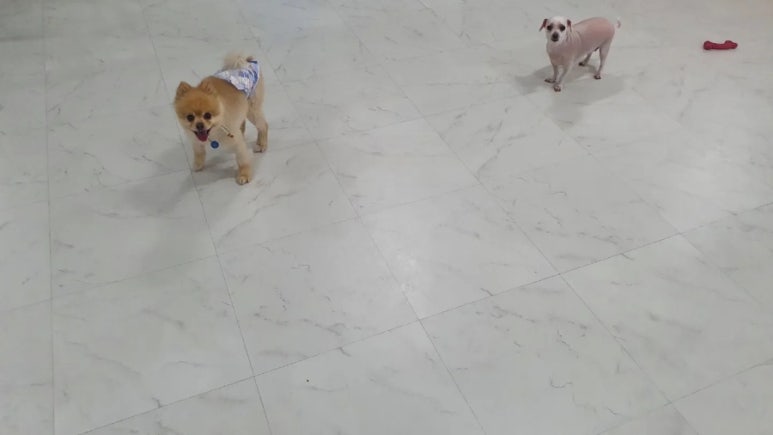 비비노아 이미지