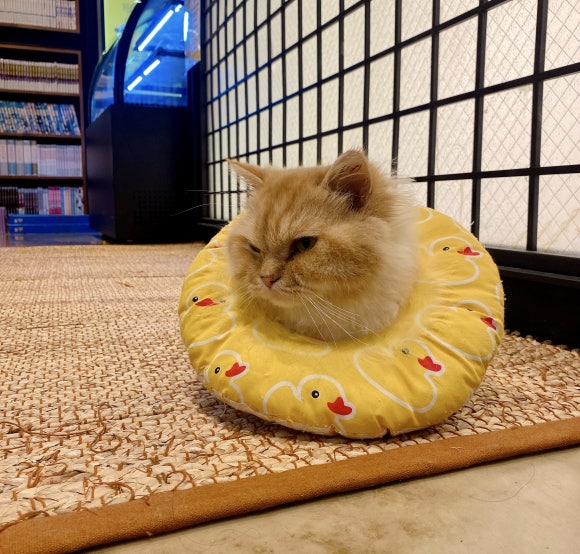 놀숲카툰앤북카페 이미지
