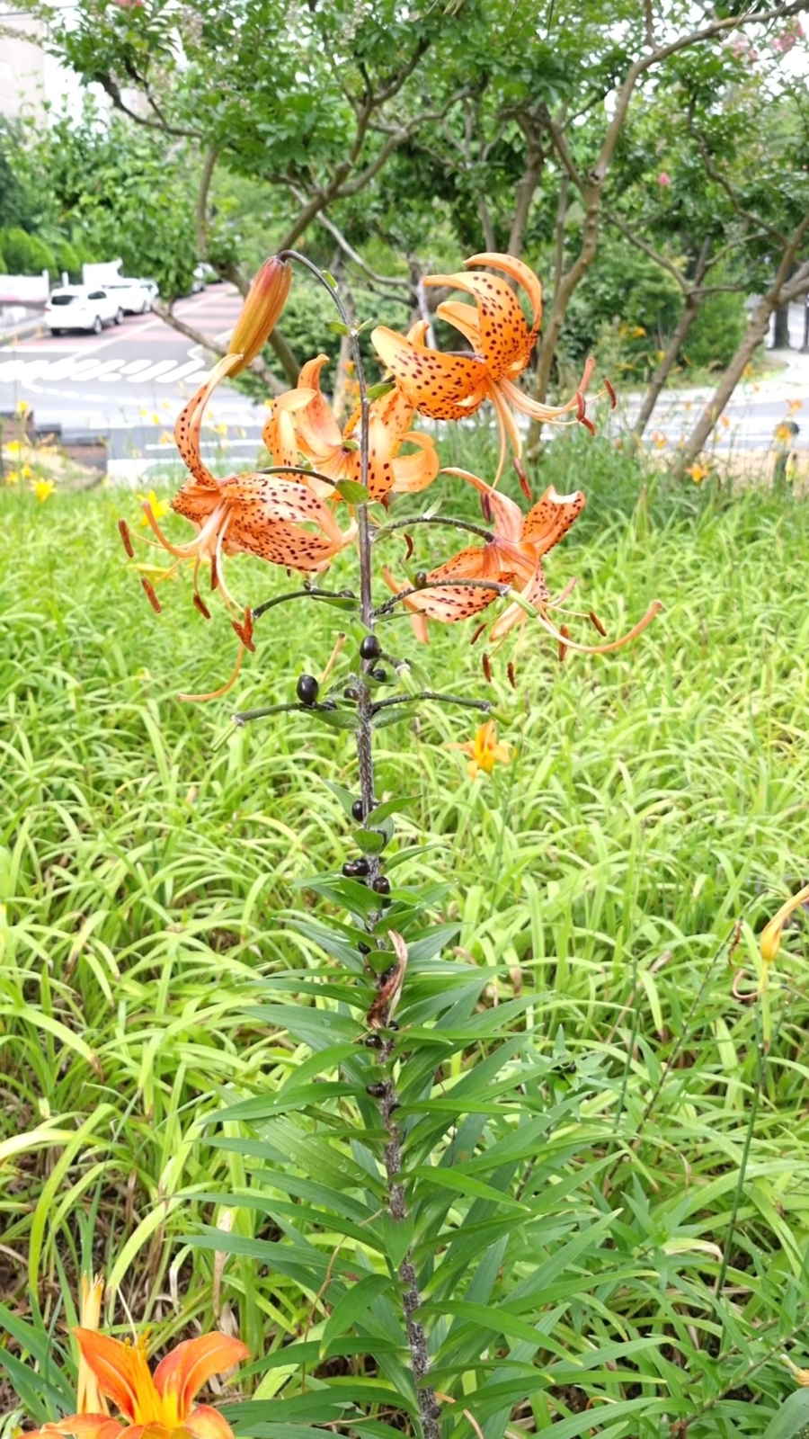 중부꽃화원 이미지