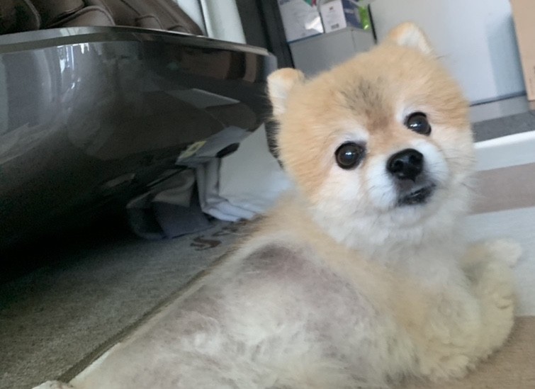 명호두 이미지