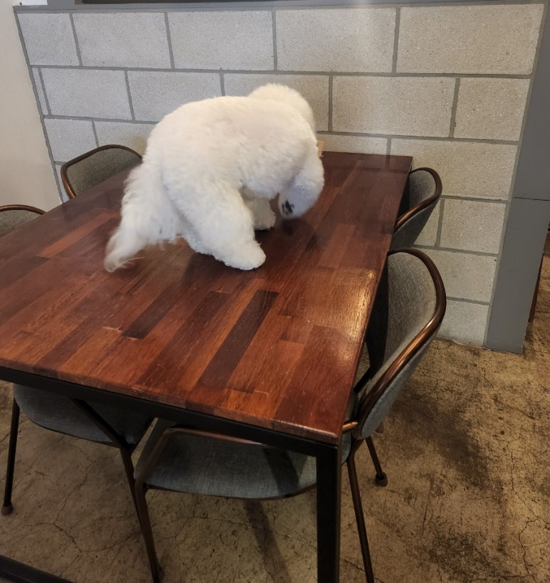 카페니치어은점 이미지