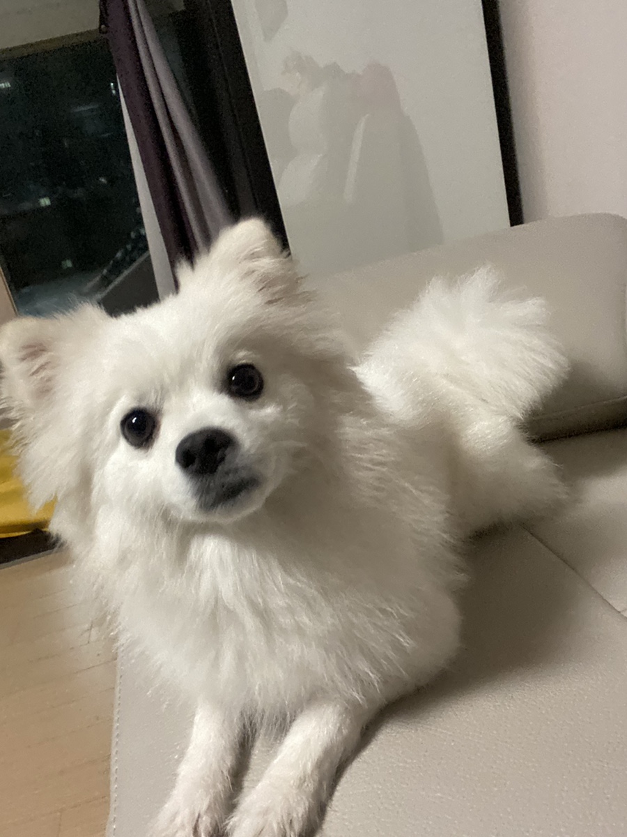 유미네포차 이미지