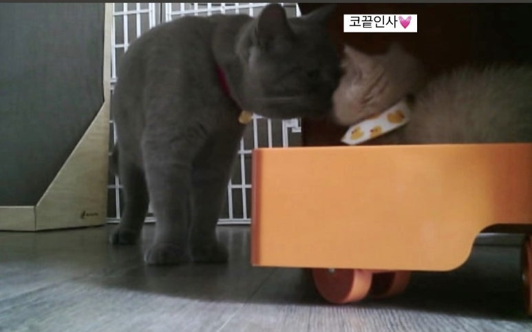 행복한 광이네 이미지