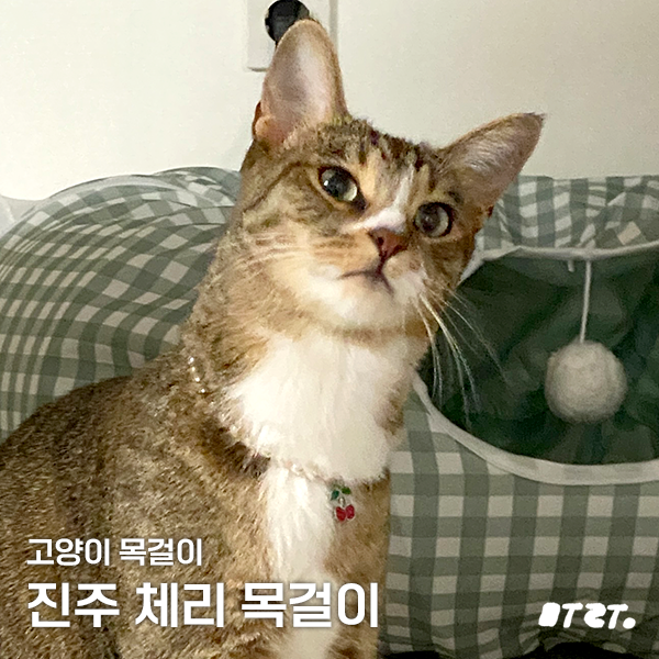 꽃길걷개 이미지