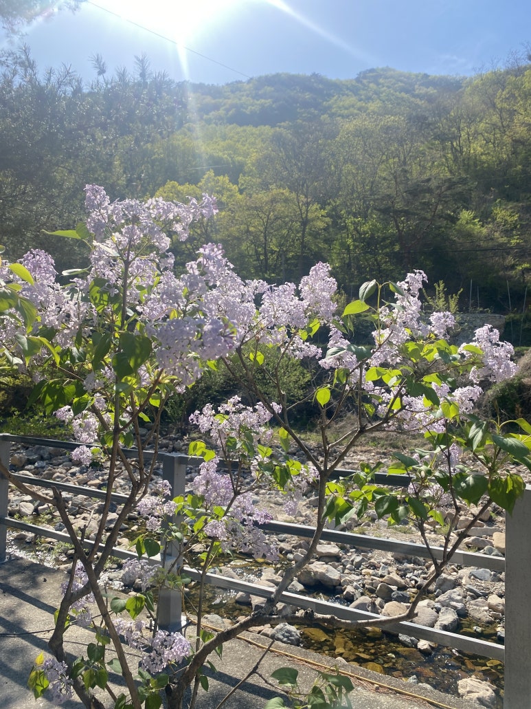 무릉도원 캠핑장 이미지
