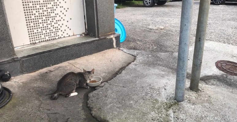 양자강반점 이미지
