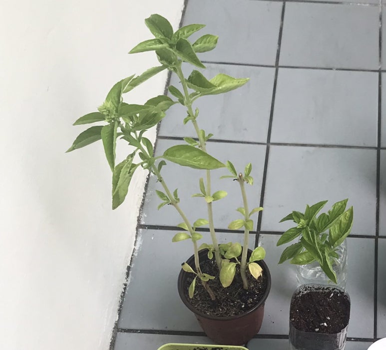 꽃동네화원 이미지