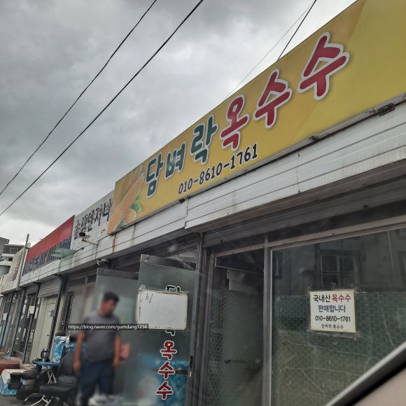 담벼락옥수수 이미지