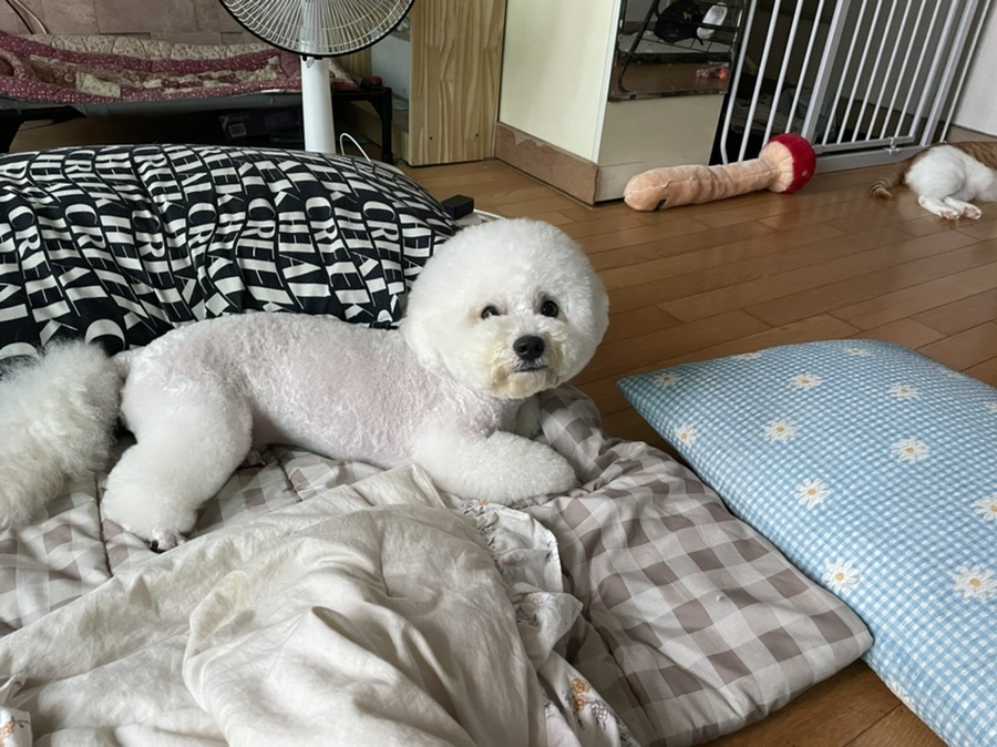 춘살롱 이미지