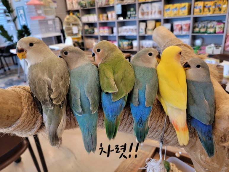모란카페 이미지