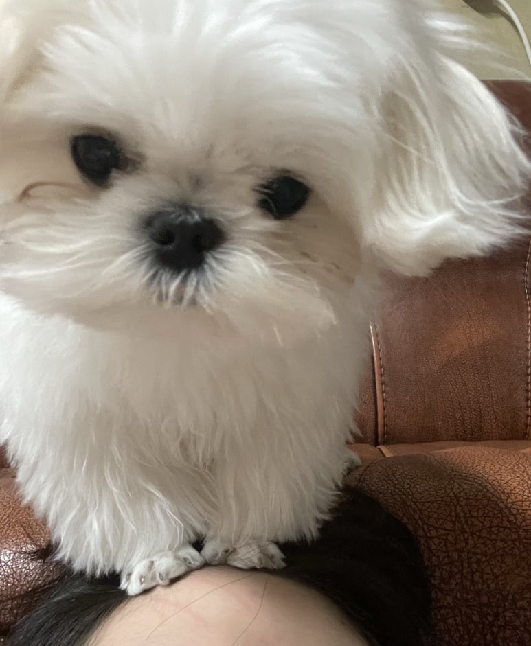 니폰내폰 이미지