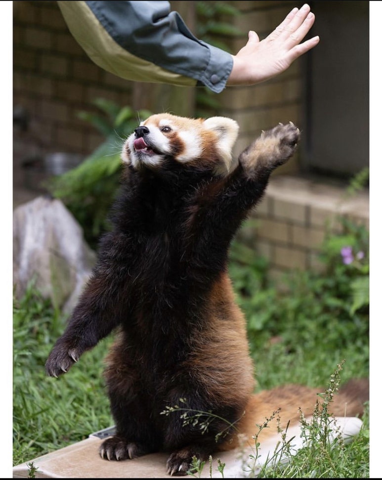 래래 이미지